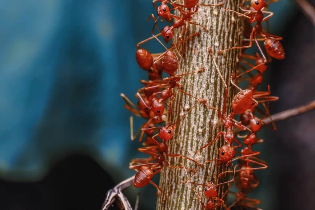 Fire ant infestation Queensland alert